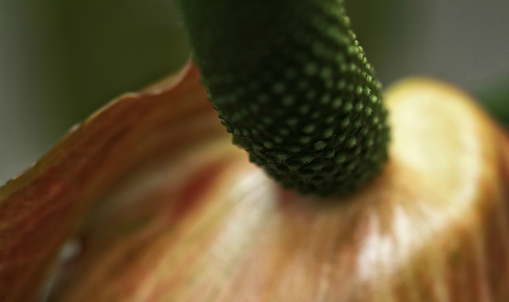 DPP07DF0111163B58