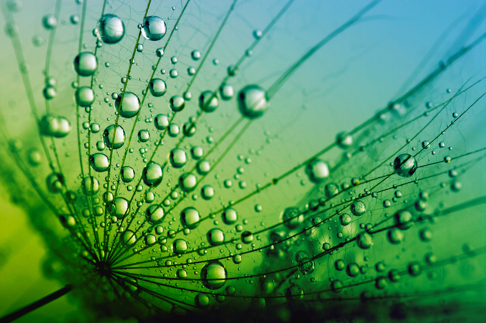 seeds with drops